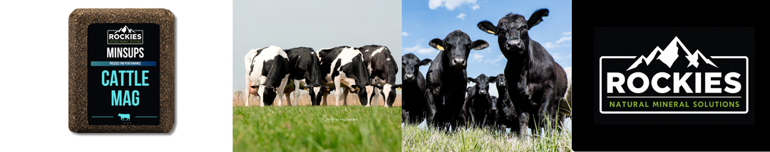 Cattle Mag Baby Red Rockies
