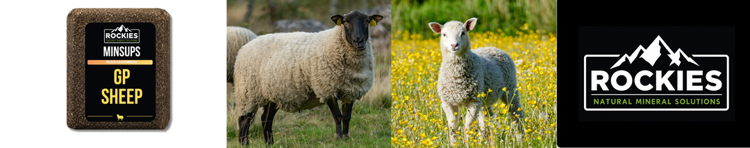 GP SHEEP BANNER Baby Red Rockies